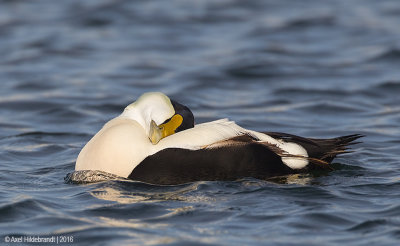 CommonEider37c6614.jpg