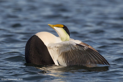 CommonEider38c6550.jpg