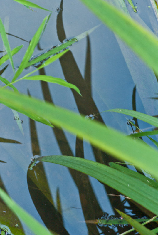 Shadows on a Pond