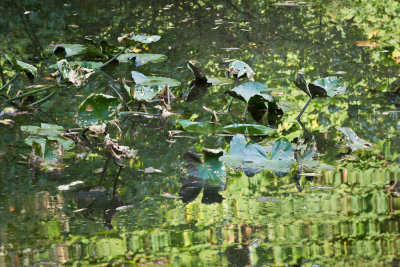 Pond Impressionism