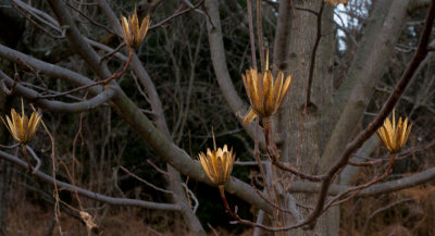 Branch Petals