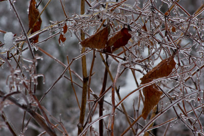 Iced leafs and branches