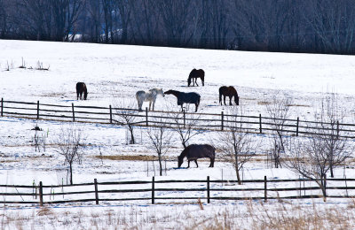 Grazing in Snow II