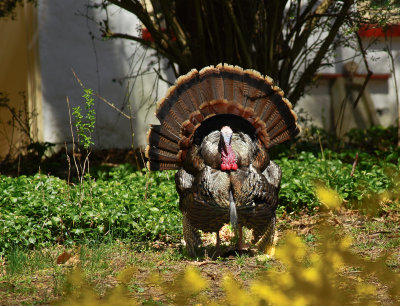 Turkey in the sun
