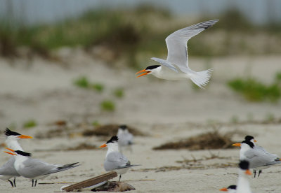 Royal Tern take-off