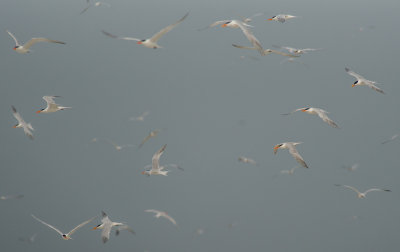Many Royal Terns