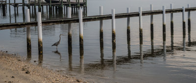 Heron under the pier
