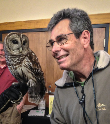 An Eastern Screech Owl up close and personal
