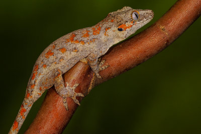 Orange spotted gargoyle gecko