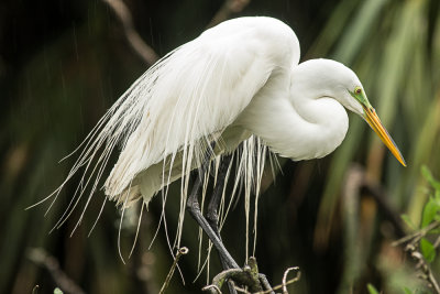 Great Egret taking cover