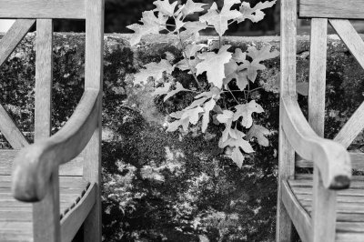 Leaves and chairs M