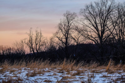 Winter grass and trees