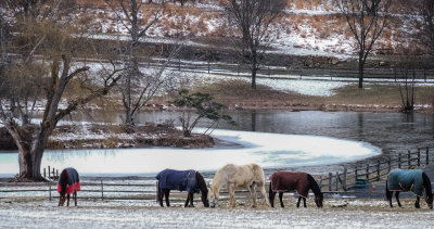 Winter horses