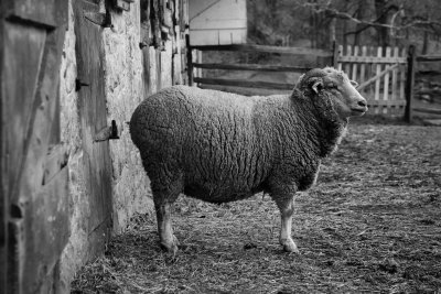 Genuine wool