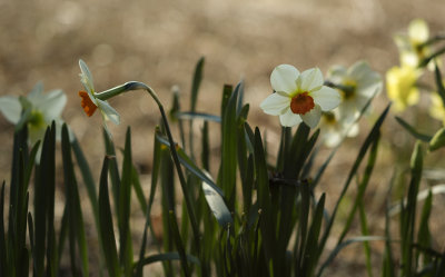 Daffodils close