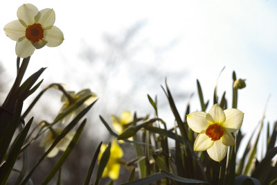 Upshot daffodils