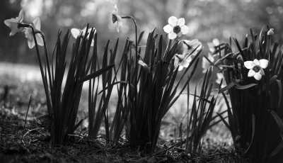 Daffodils B&W