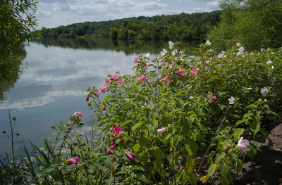 Lakeside wildflowers