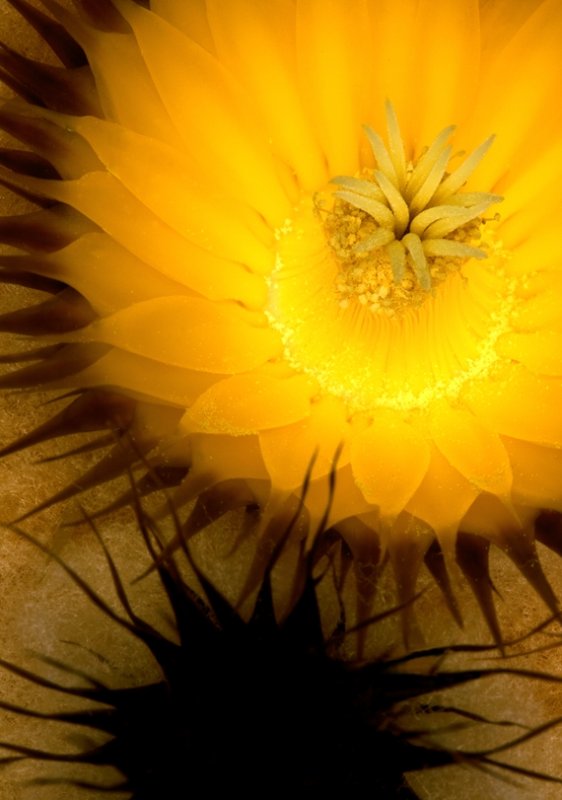 cactus flower.tif