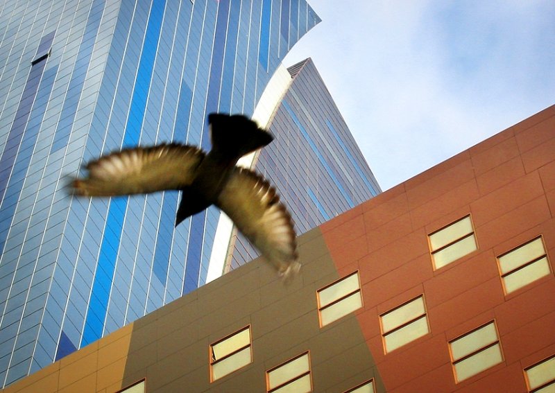 pidgon times square.tif