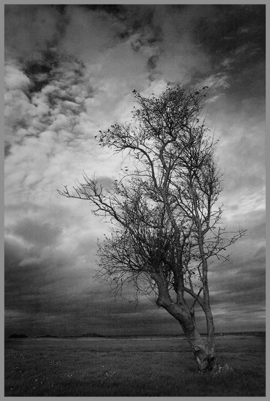 _MG_0003 bwjpg