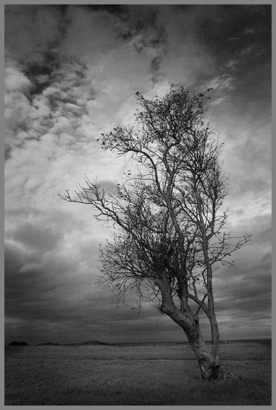 _MG_0003bw2.jpg