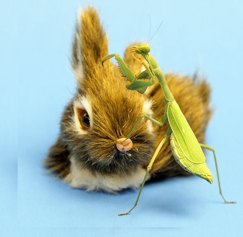 Praying Mantis and a not so welcomed friend