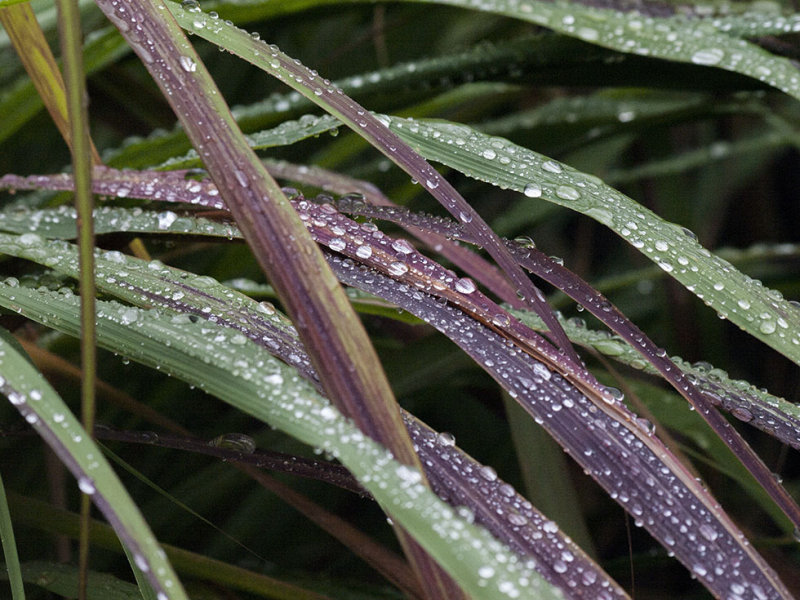 Lemon grass after the rain. First major rain in a year!