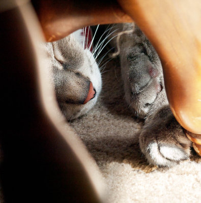 Following the sun....Pogo naps in the sun under the dining table.