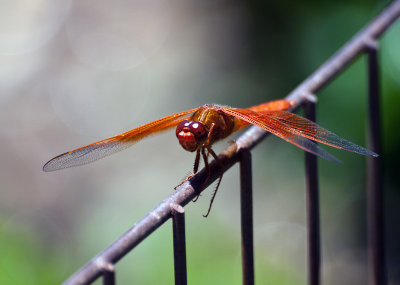 Cardinal Meadowhawk (Sympetrum illotum)