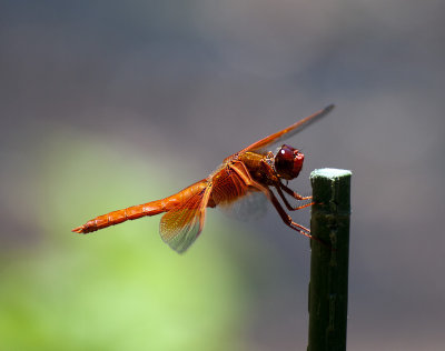 Cardinal Meadowhawk (Sympetrum illotum)