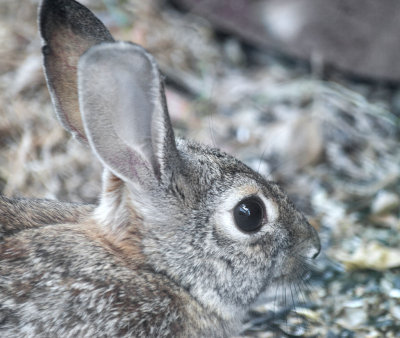 Cottontail