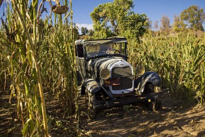 Old car in the corn field