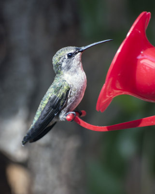 Female Ana's Hummingbird