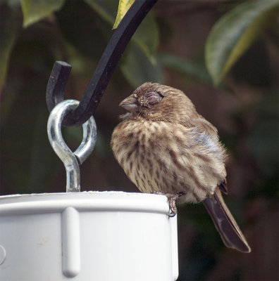 House finch napping at the water cup.