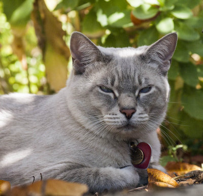 Pogo enjoying a fall day (under the bird feeder)