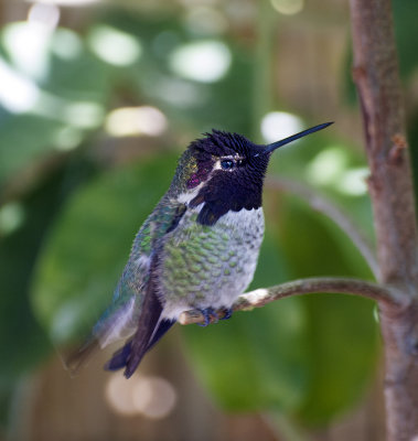Ana's hummingbird, male