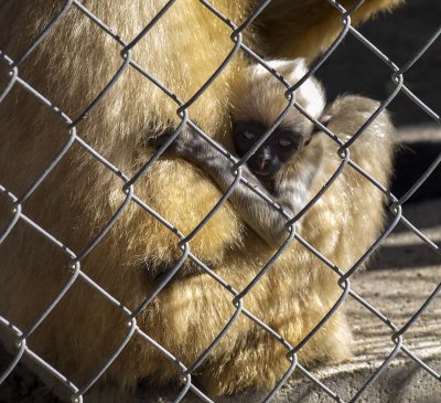 Baby gibbon