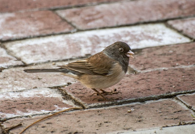 juncos