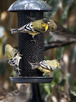 American Goldfinch sporting their winter yellow feathers.