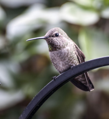 Costa's Humminbird, female