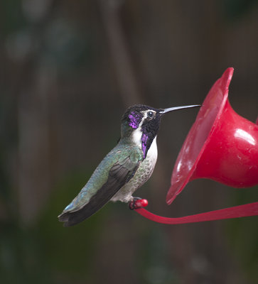 Costa's Humminbird, male