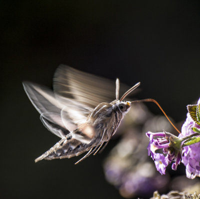 Hummingbird Moth or Sphinx Moth