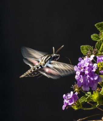 Hummingbird Moth or Sphinx Moth 