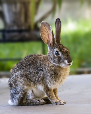 Cottontail