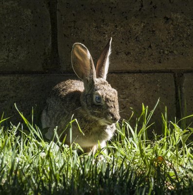 Cottontail in the morning sunlight