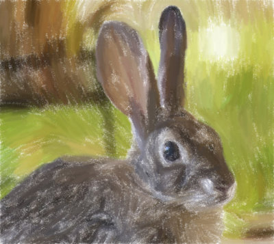 Cottontail (painted with Akvis Pastel)