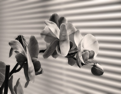 Phalaenopsis Orchid in sepia