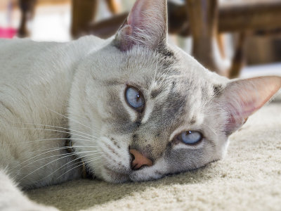 Pogo on a warm summer  day spent sleeping under the dining table.