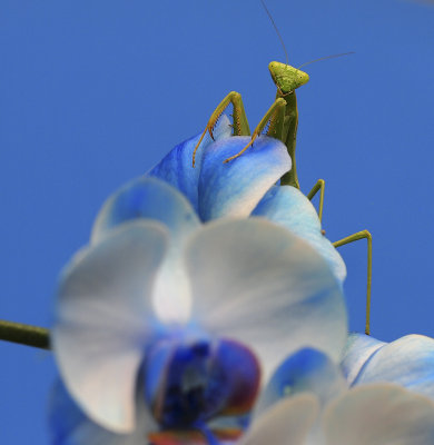 Mr or Mrs Mantis on my blue orchid.